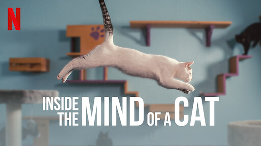 Inside the Mind of a Cat documentário sobre gatos